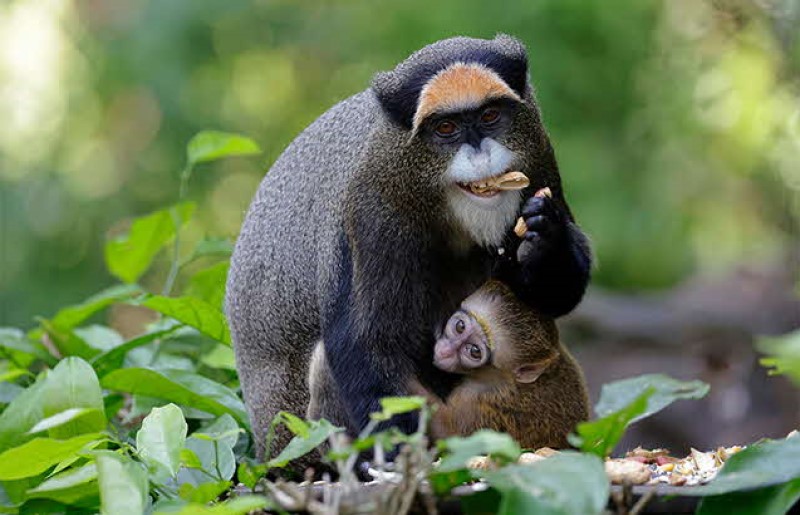 Singapore Zoo
